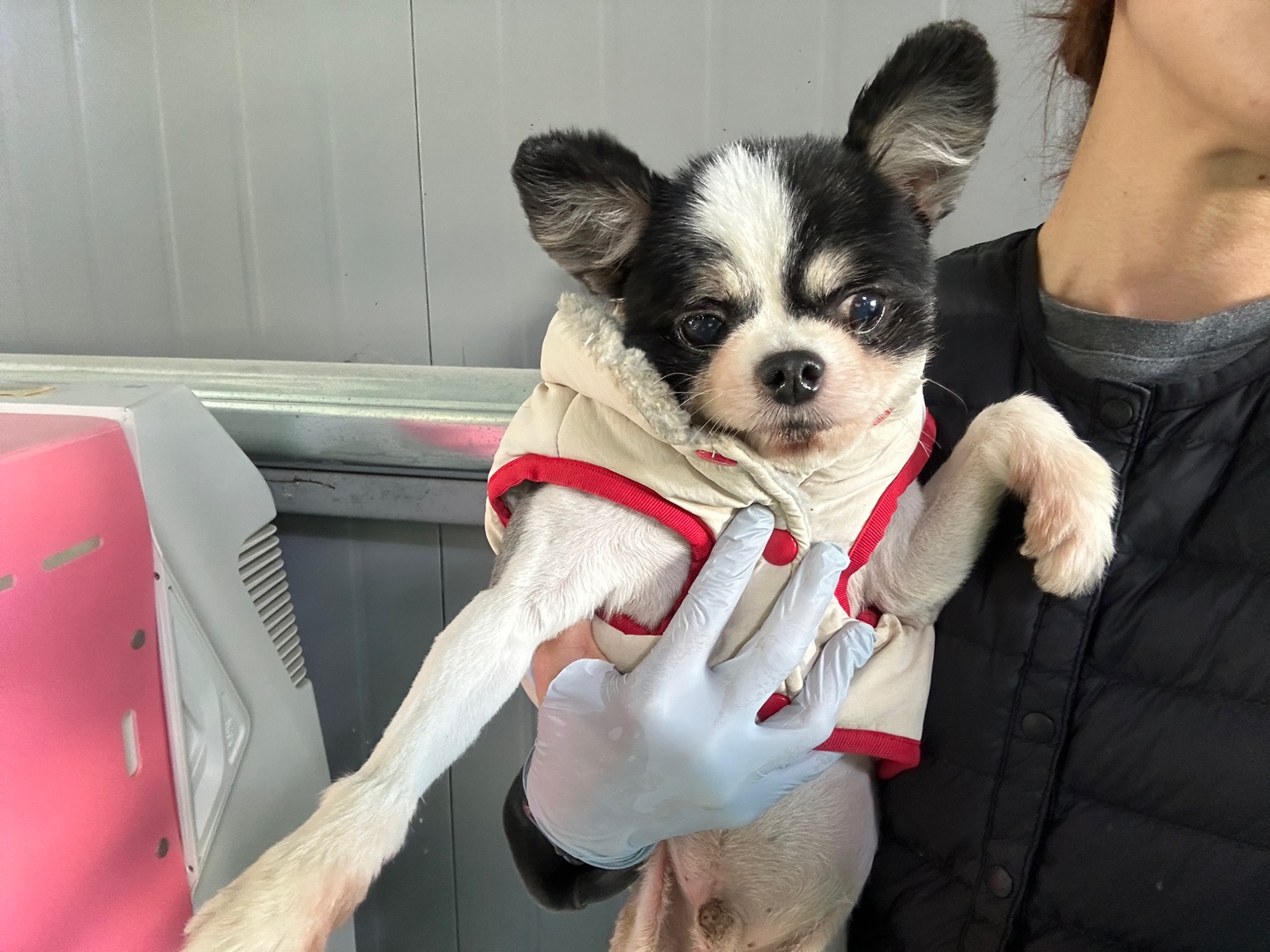 포메라니안 이미지 파일 입니다.